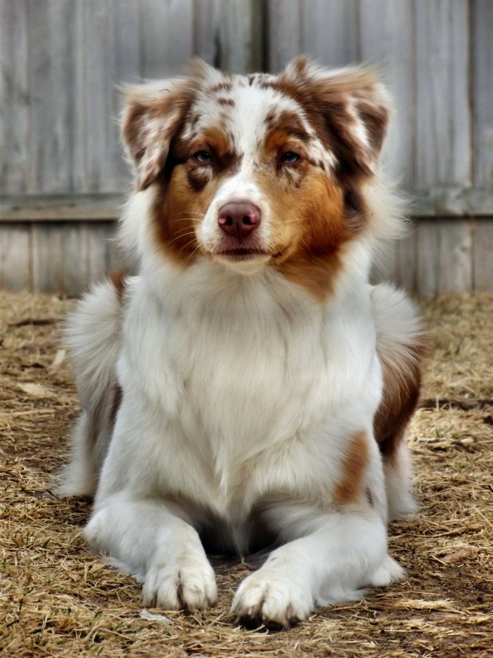 How to Crate Train Your Australian Shepherds and others
