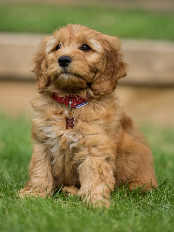 How a Golden Doodle Different From Other Dog Breeds