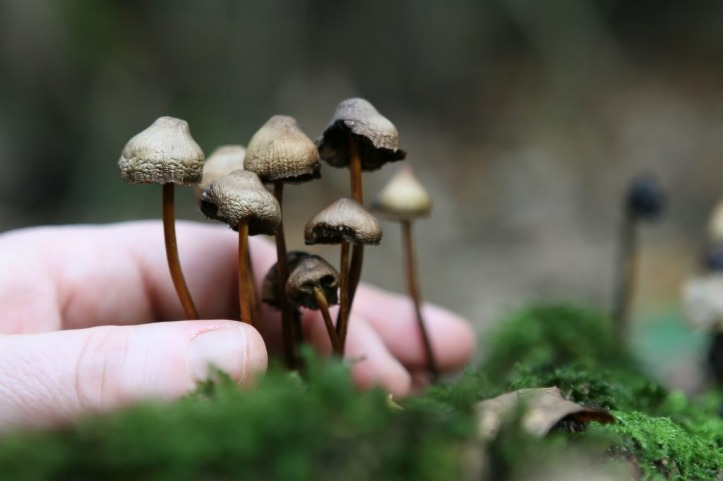 Colorado regulators don’t know how to roll out “magic” mushroom legalization