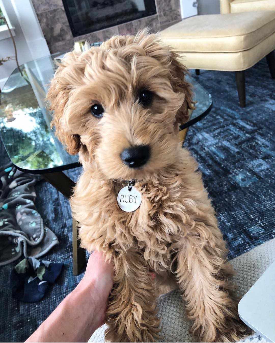 How To Keep Your Goldendoodle Puppies Calm