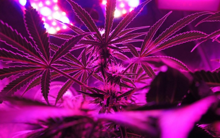 If cannabis becomes a problem: How to manage withdrawal
