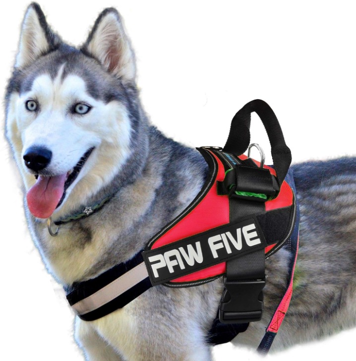 Step-by-Step Guide: How To Put on a Dog Harness