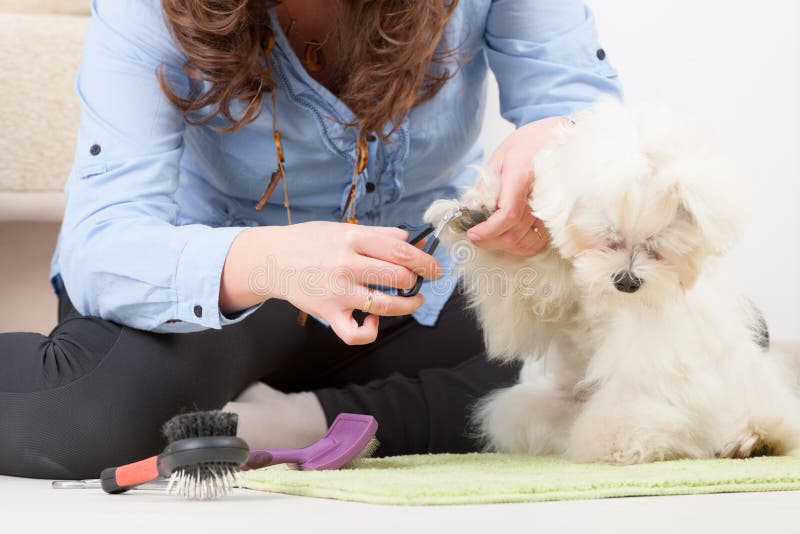 How to become a dog groomer 2019 Guide constructaquote com