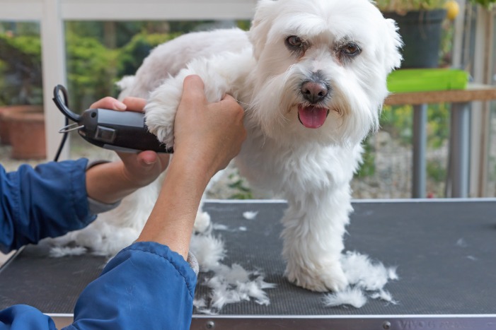 Dog Grooming Course, Dog Groomer Training,How to Groom Dogs,Groomer Courses