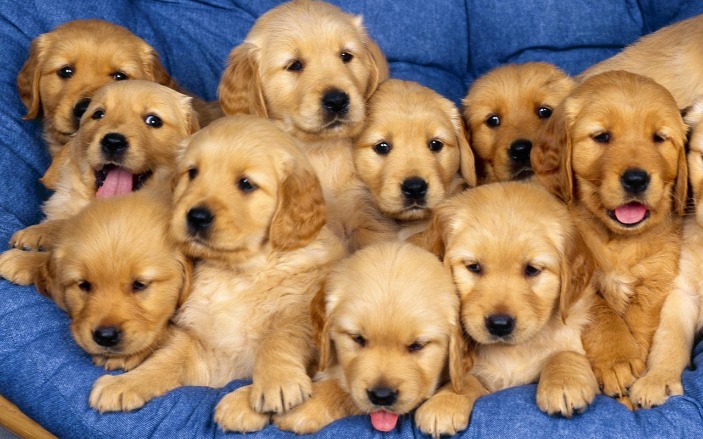 Discover the Joy of Bringing Puppies Into Your Life